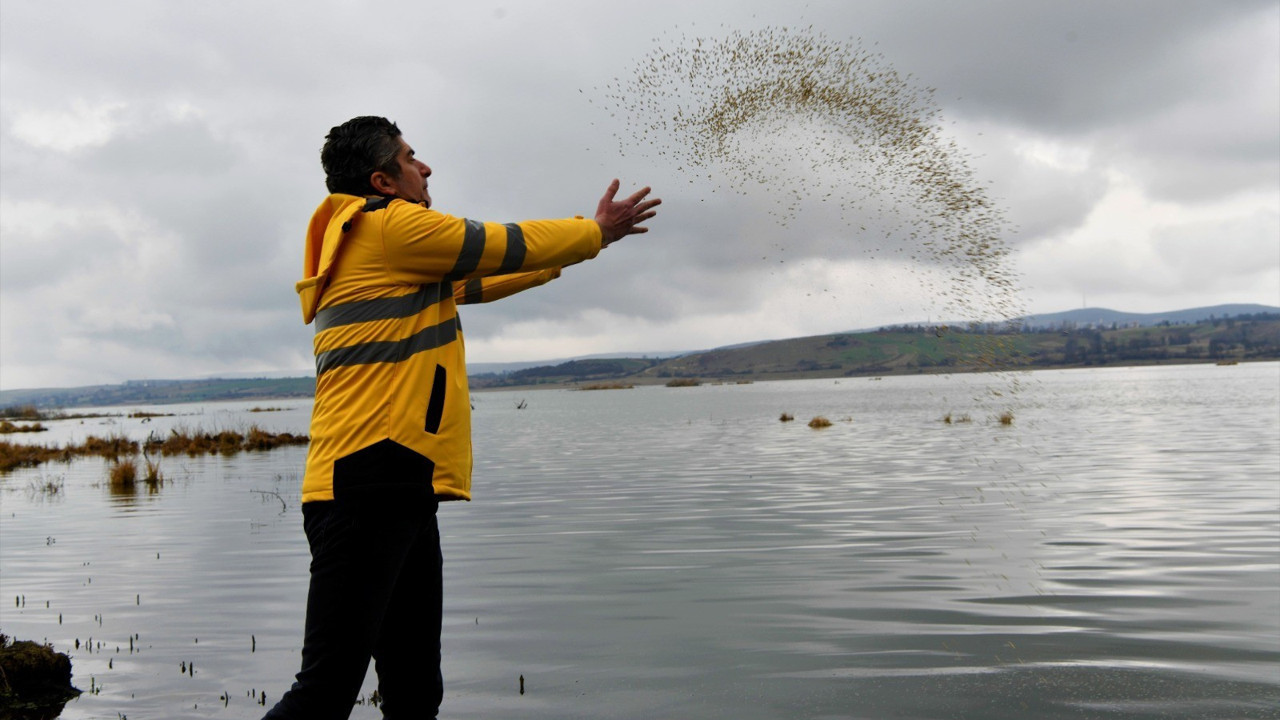 Ladik Gölü’ndeki balıklara hayat öpücüğü
