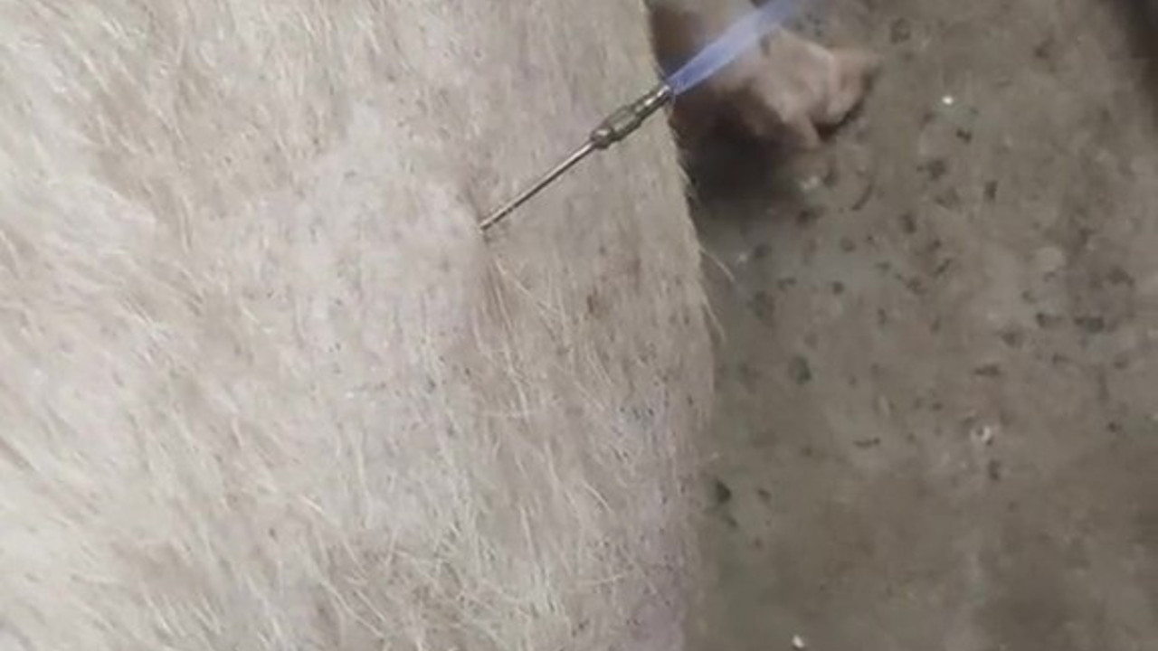 İneğin karnına delik açarak gazını çıkarttılar