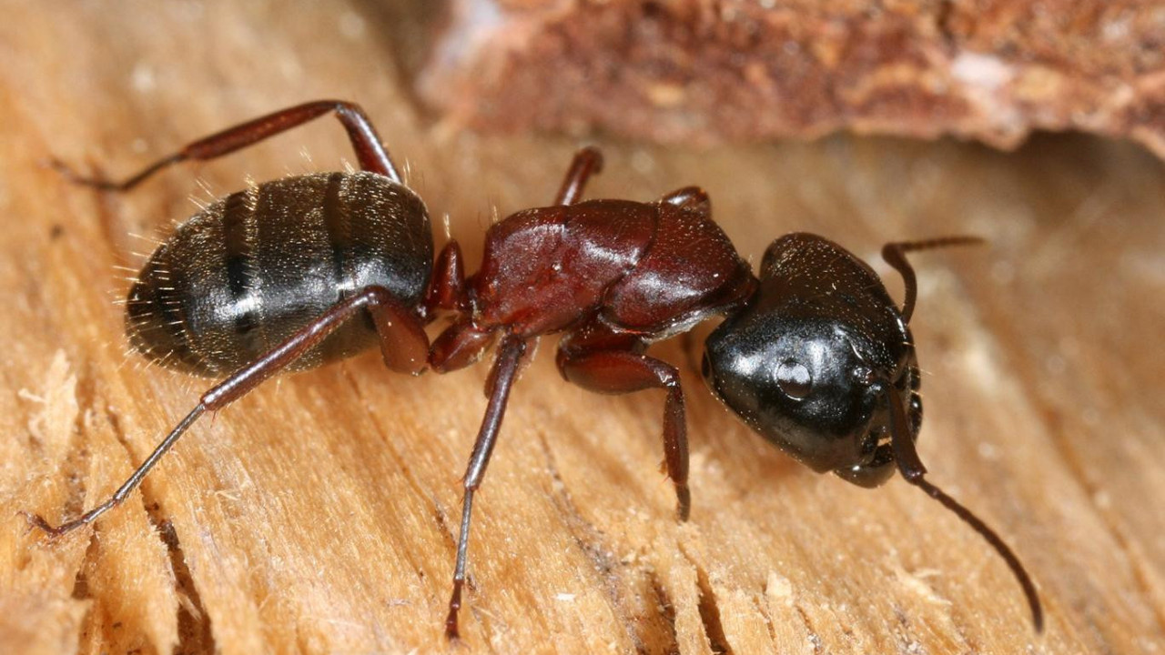 Karıncalardan çığır açan çalışma