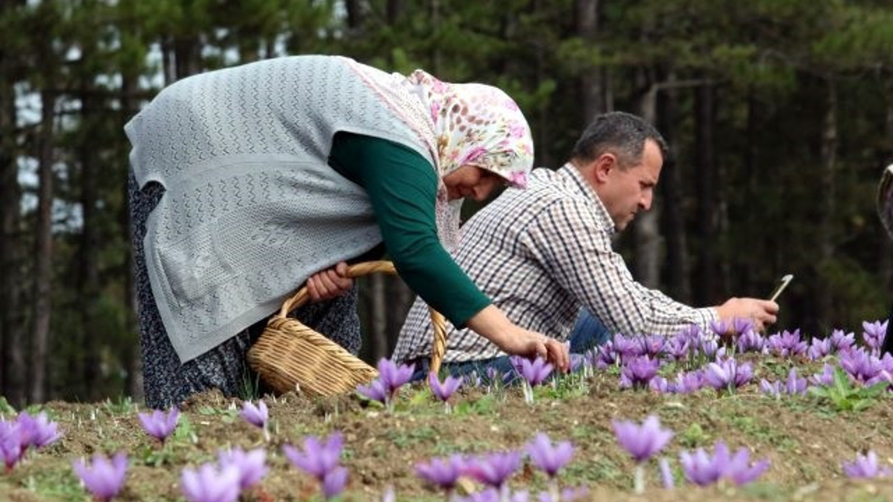 Safran otunu yiyen kadınlara müjde. Kanserden fazla kilolara kadar faydalı olmadığı şey yok