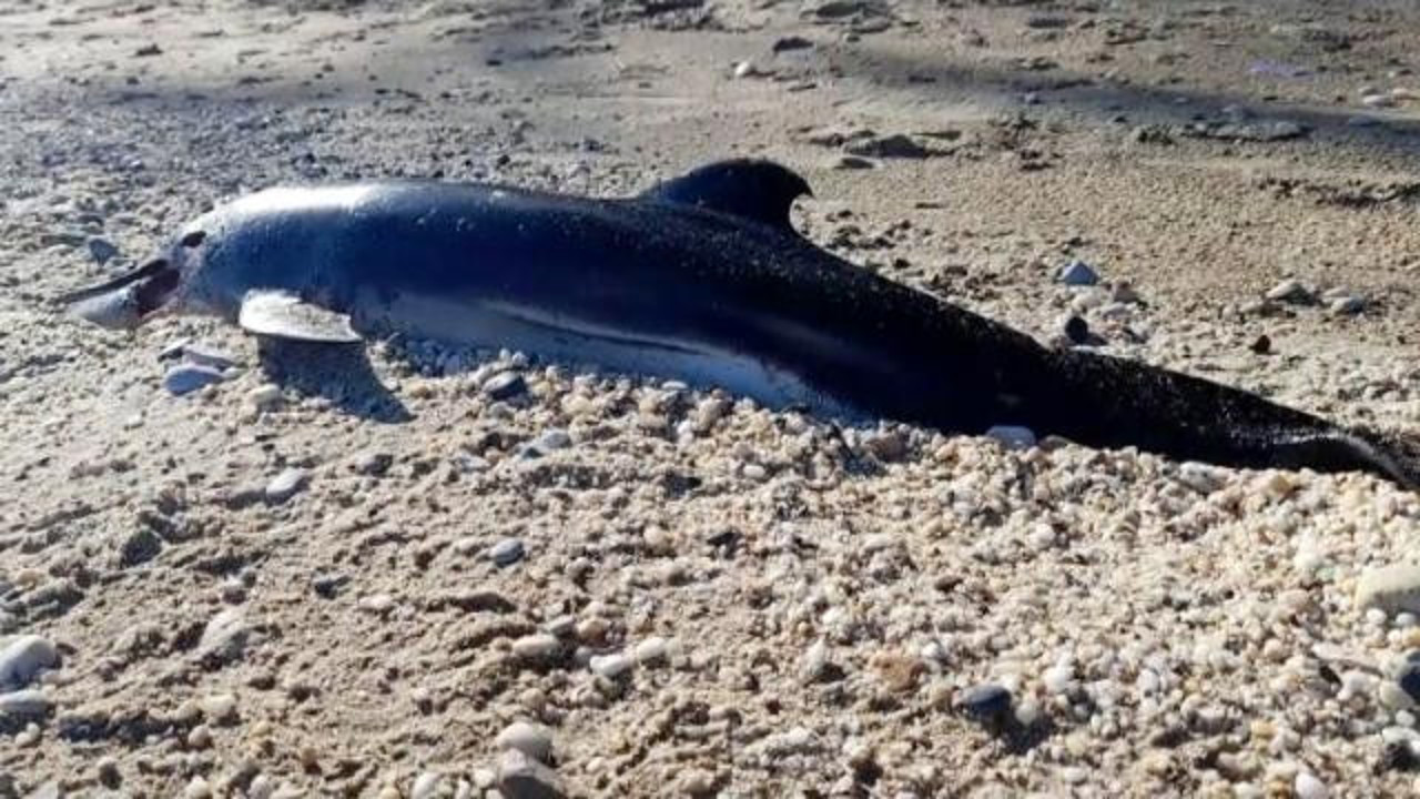 Sinop'ta ölü yunus sahile vurdu