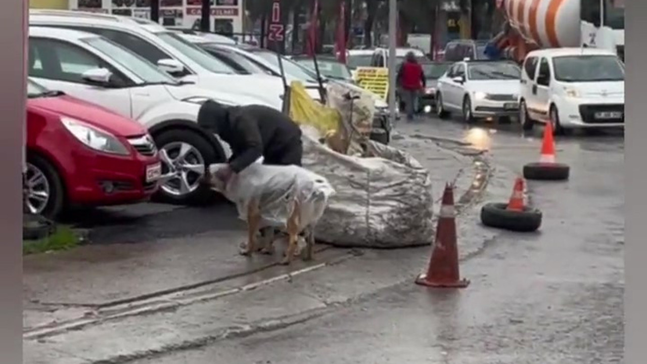 Kağıt toplayıcısı köpeğe ıslanmasın diye naylon geçirdi. Alnı öpülesi çocuk herkesi duygulandırdı