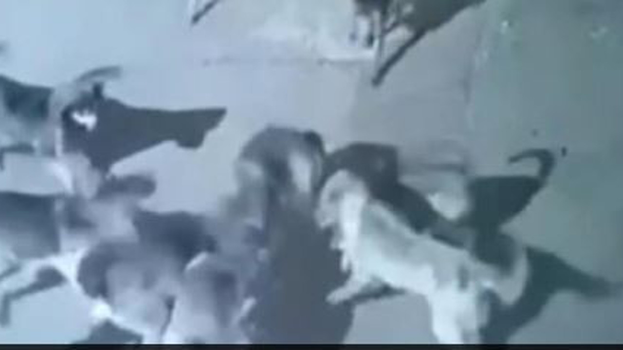 Sokak köpekleri kediyi parçaladı