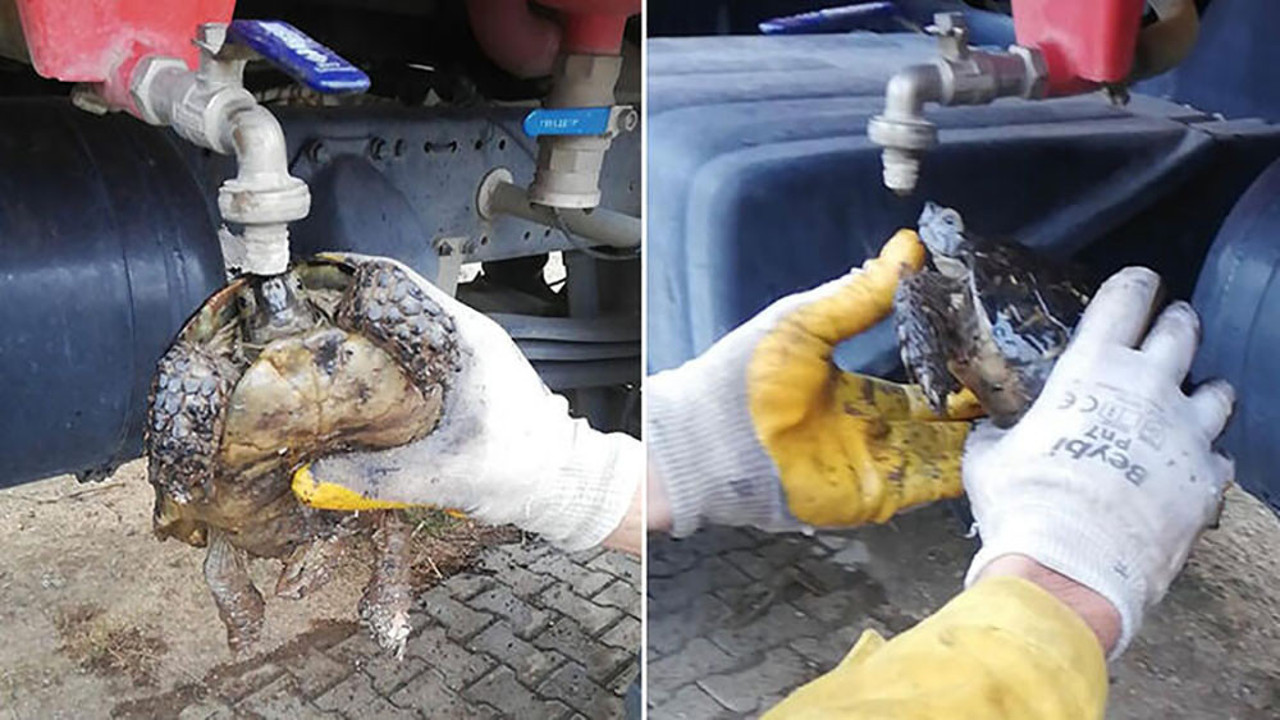 Yangından etkilenen kaplumbağaya itfaiyecilerden can suyu