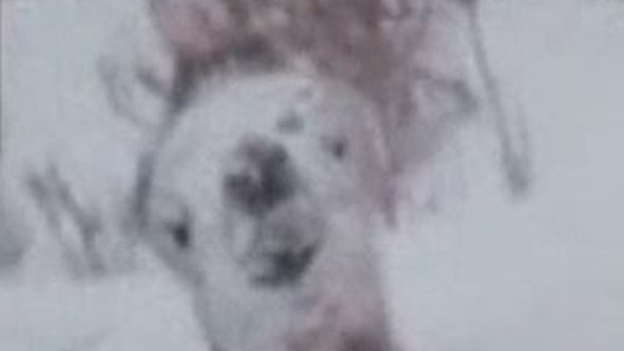 Çöle kar yağdı develer şoka girdi