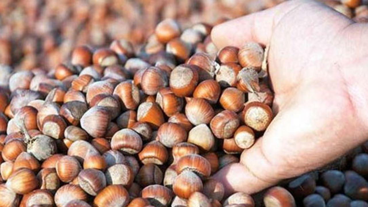 Fındık fiyatlarında büyük düşüş. Üreticiye kötü haber
