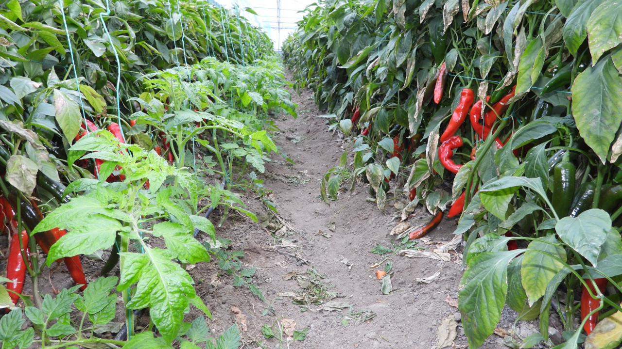 Adeta Lokman hekiminin kaybolan hayat iksiri