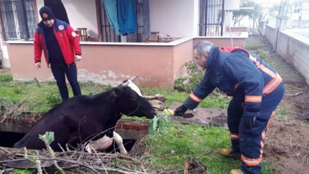 Çukura düşen inek lahanayla kurtarıldı