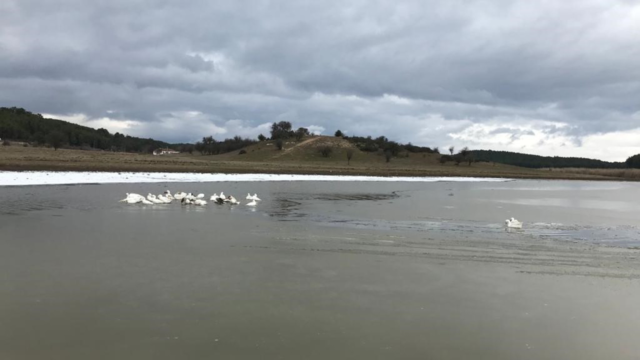 Kısmen buz tutan gölün keyfini kazlar çıkardı