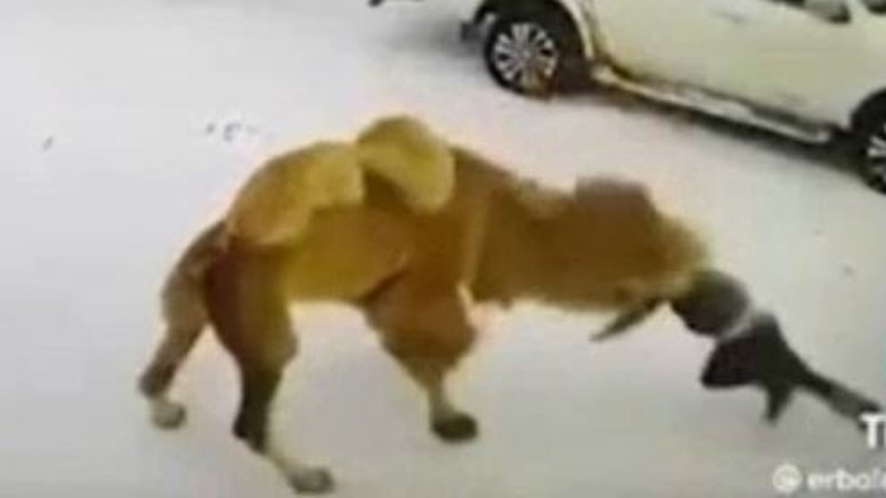 Deve yumruk atan sahibini öldürdü