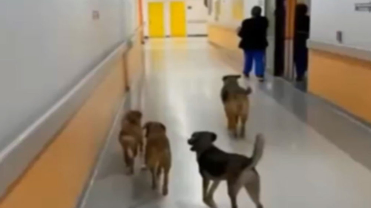 Koridorlarında başıboş köpekler dolaşıyor. Yazıklar olsun burası nasıl bir hastane