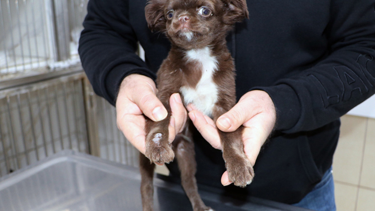 'Kahve'nin yapışık parmakları operasyonla ayrıldı