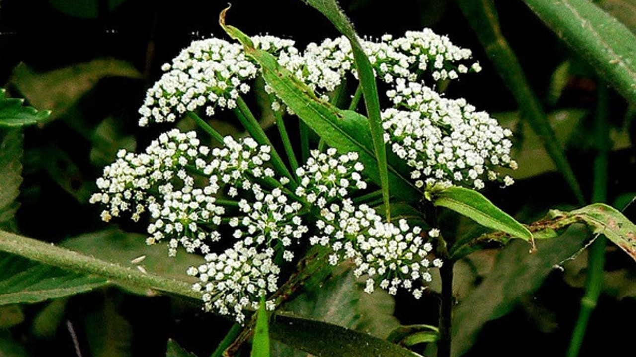 Abdestbozan otunun emziren annelere mucize faydası
