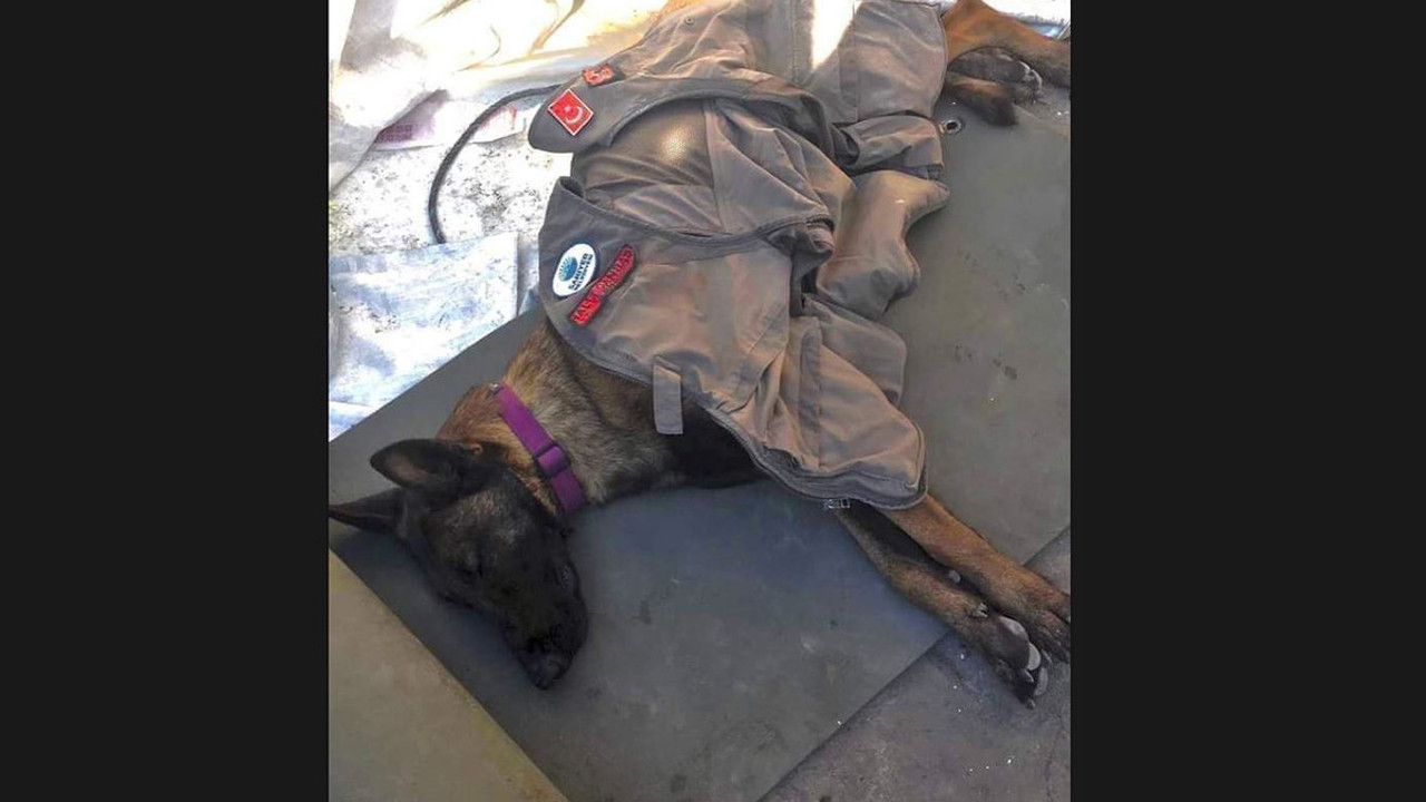 Depremin kahraman köpeği. Öylesine yoruldu ki uyuyakaldı