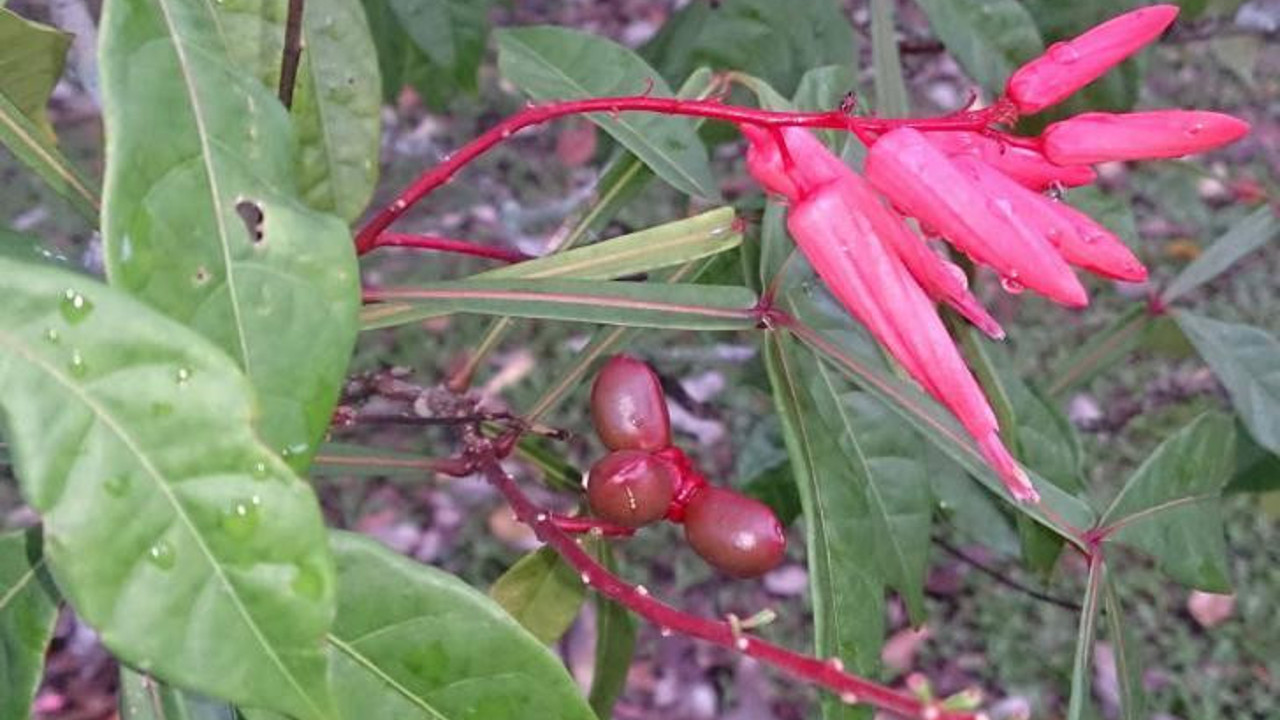 Kanamalarına iyi gelen ot