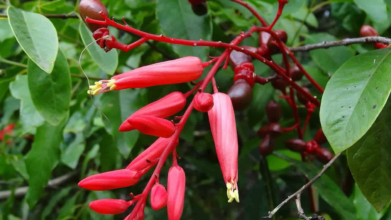 İştahsızlık ve hazımsızlığa iyi gelen ot