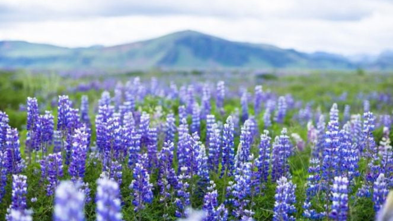Romatizma ve eklem ağrılarına iyi gelen ot