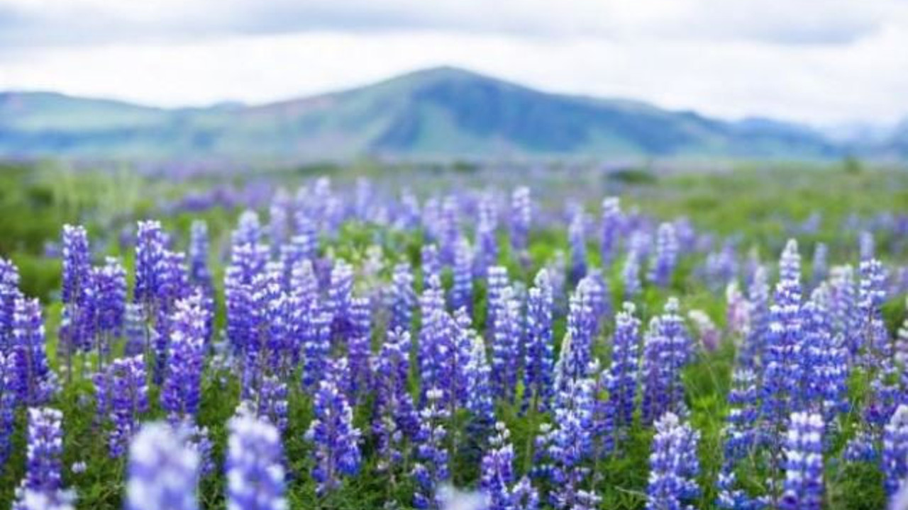 Böcek ısırmalarına iyi gelen ot