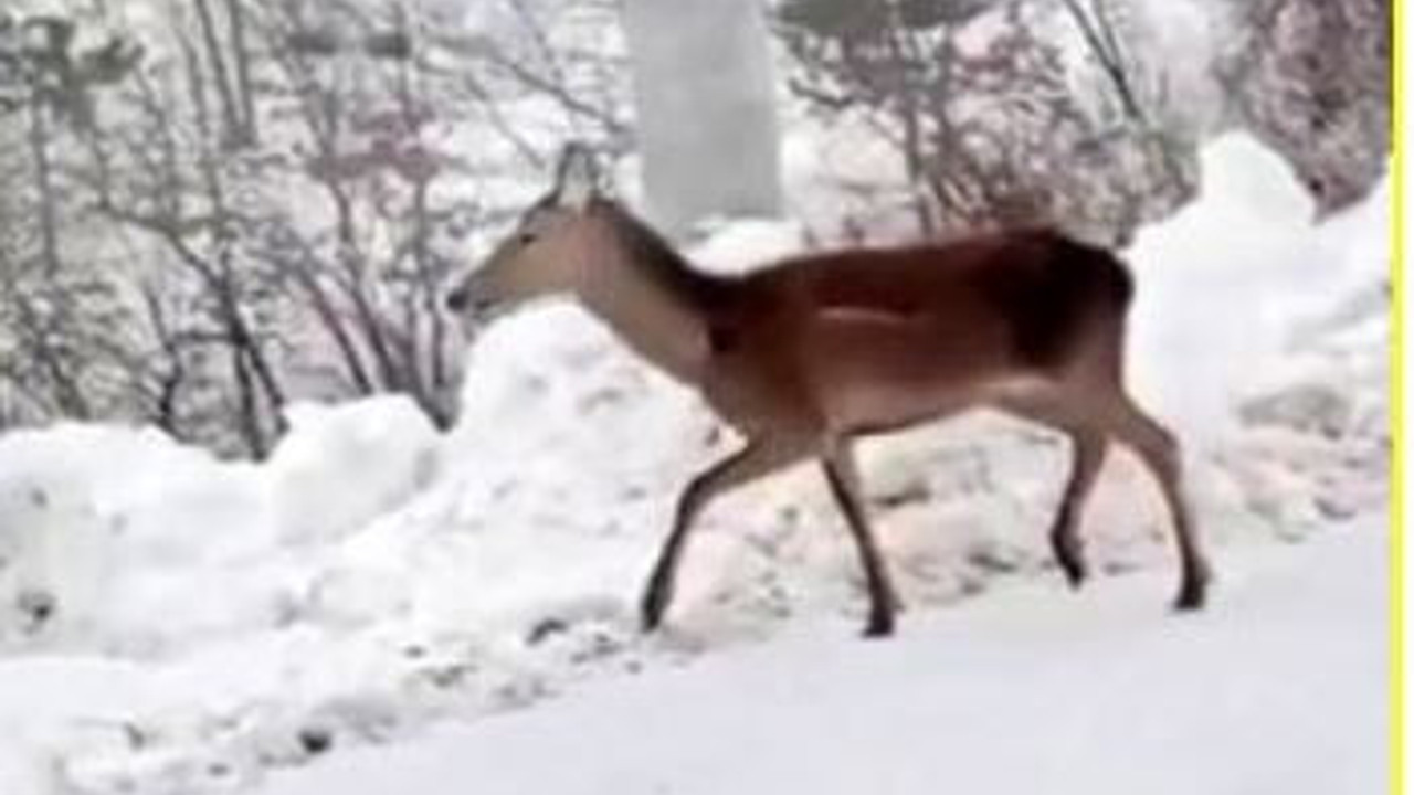 Aç geyik mahalleye indi