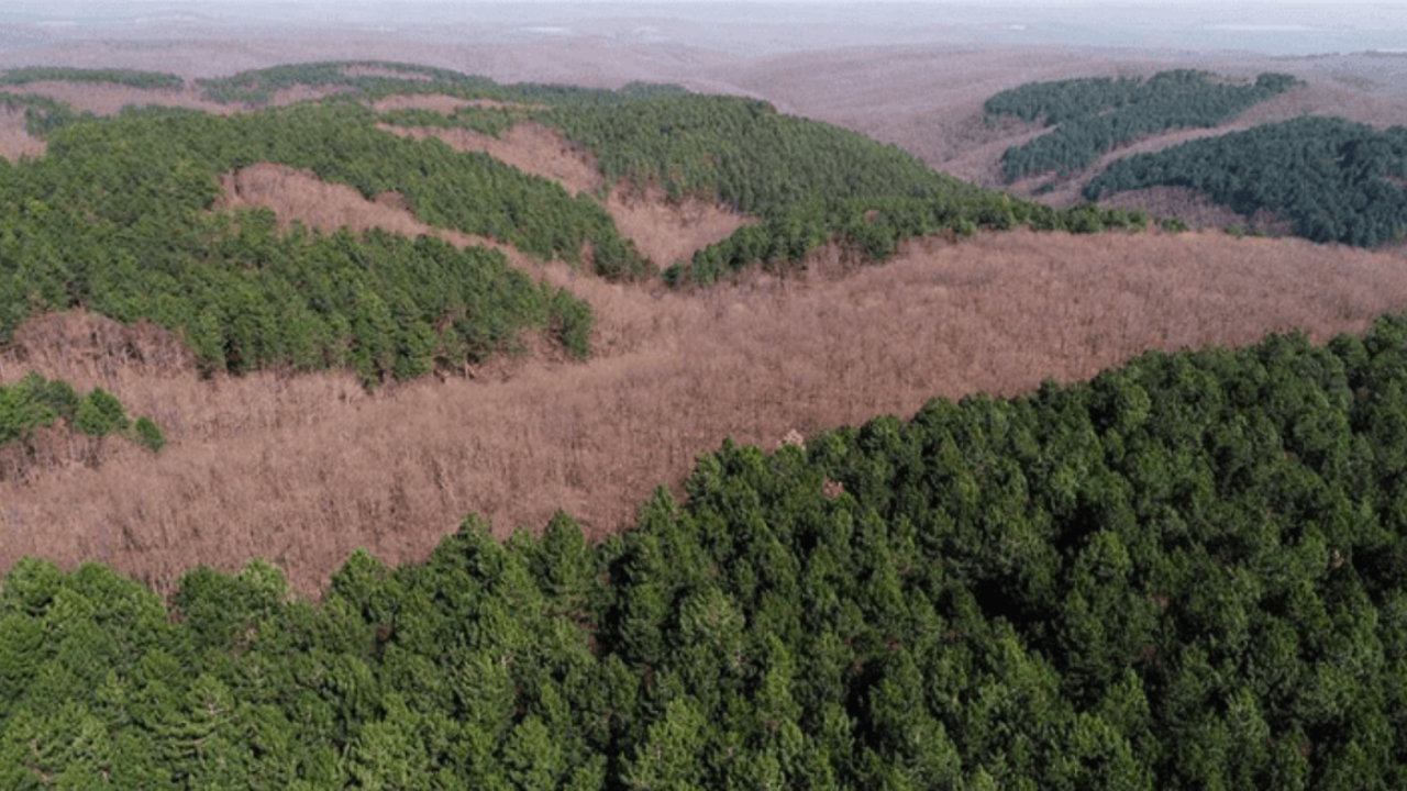 Orman Kanunu değişti: Havalimanı etrafına otel, lokanta, dini tesis ve AVM yapılabilecek
