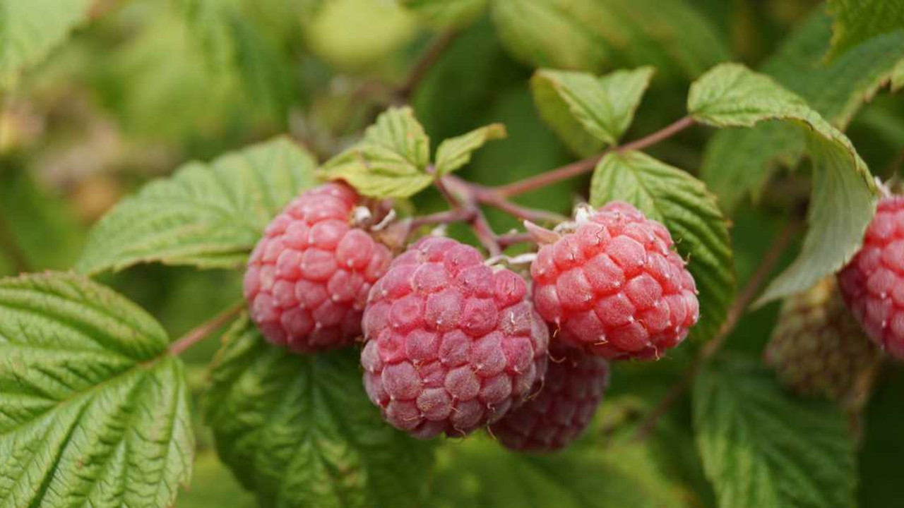 Kabızlığa iyi gelen ot (17 Şubat 2023)