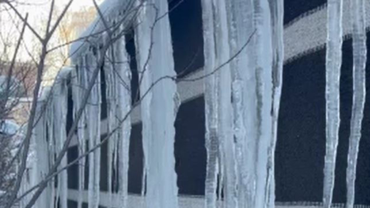 Görenler inanamıyor. İnsan boyunu geçti