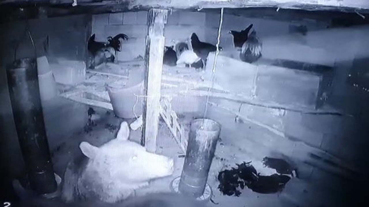 Kümese giren anne ayı ve yavrusu tavukları telef etti