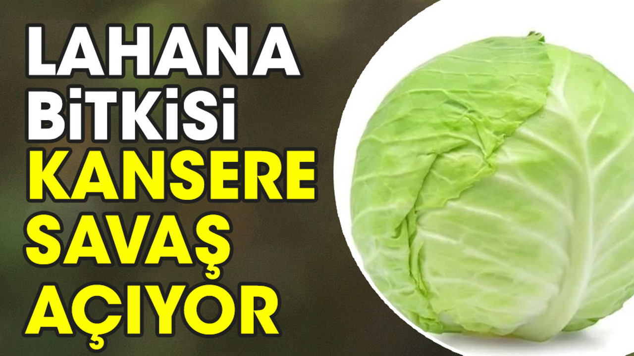 Kansere savaş açan ot ortaya çıktı