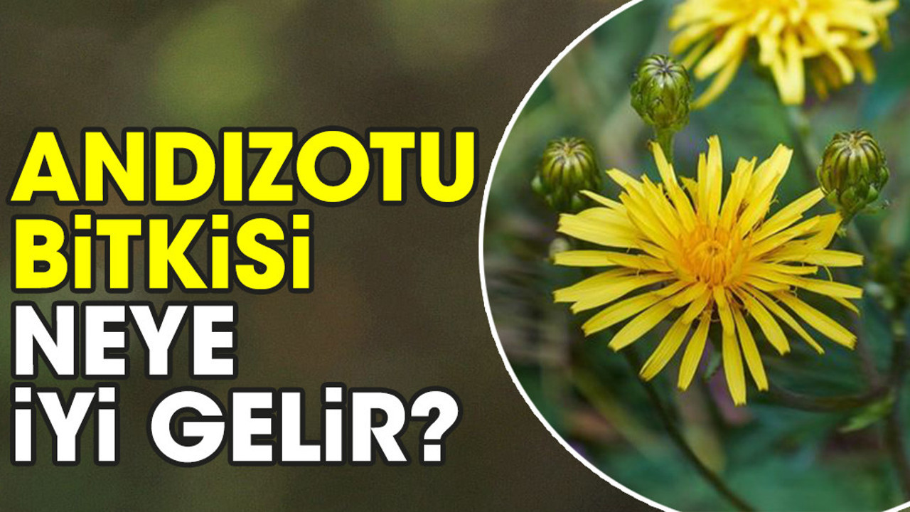 Andızotu bitkisi neye iyi gelir?