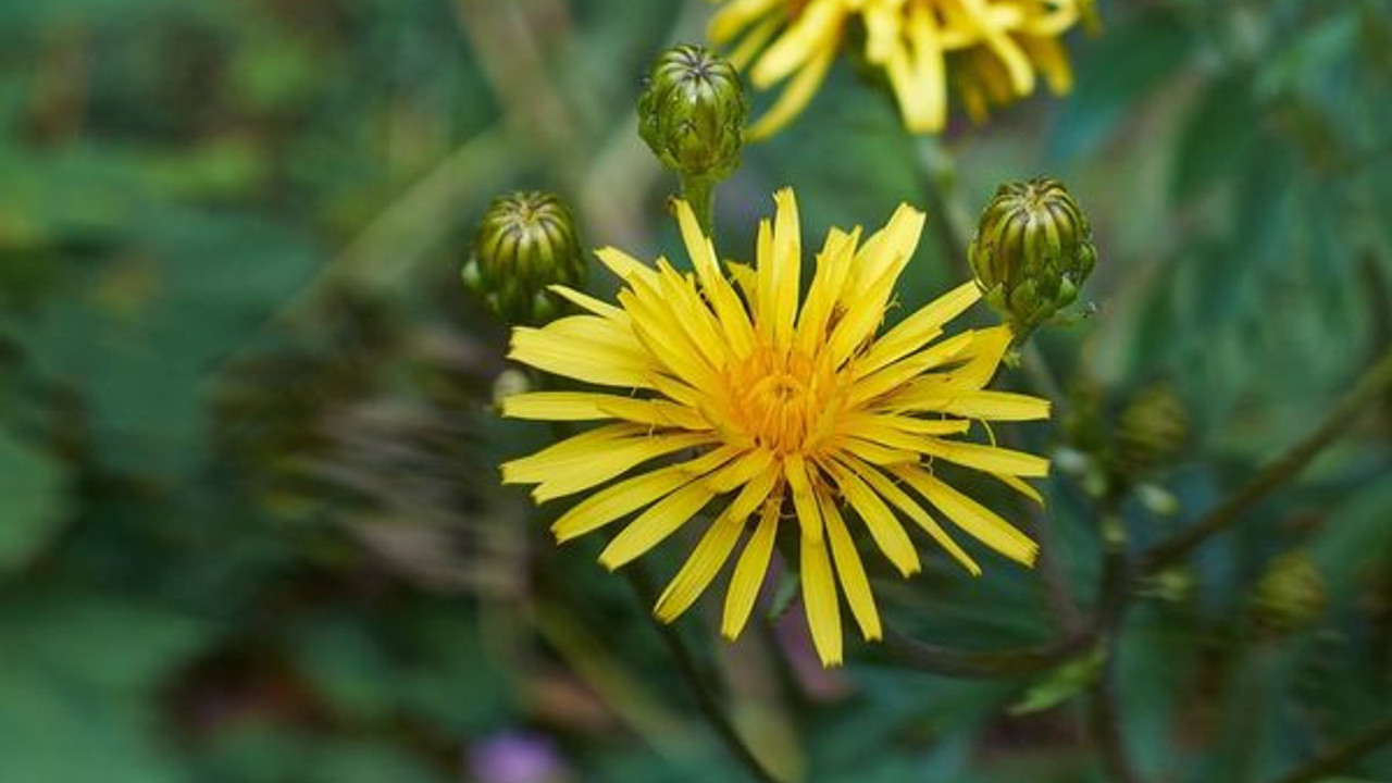 Karaciğer hastalıklarına iyi geliyor. Dikkat çeken ot