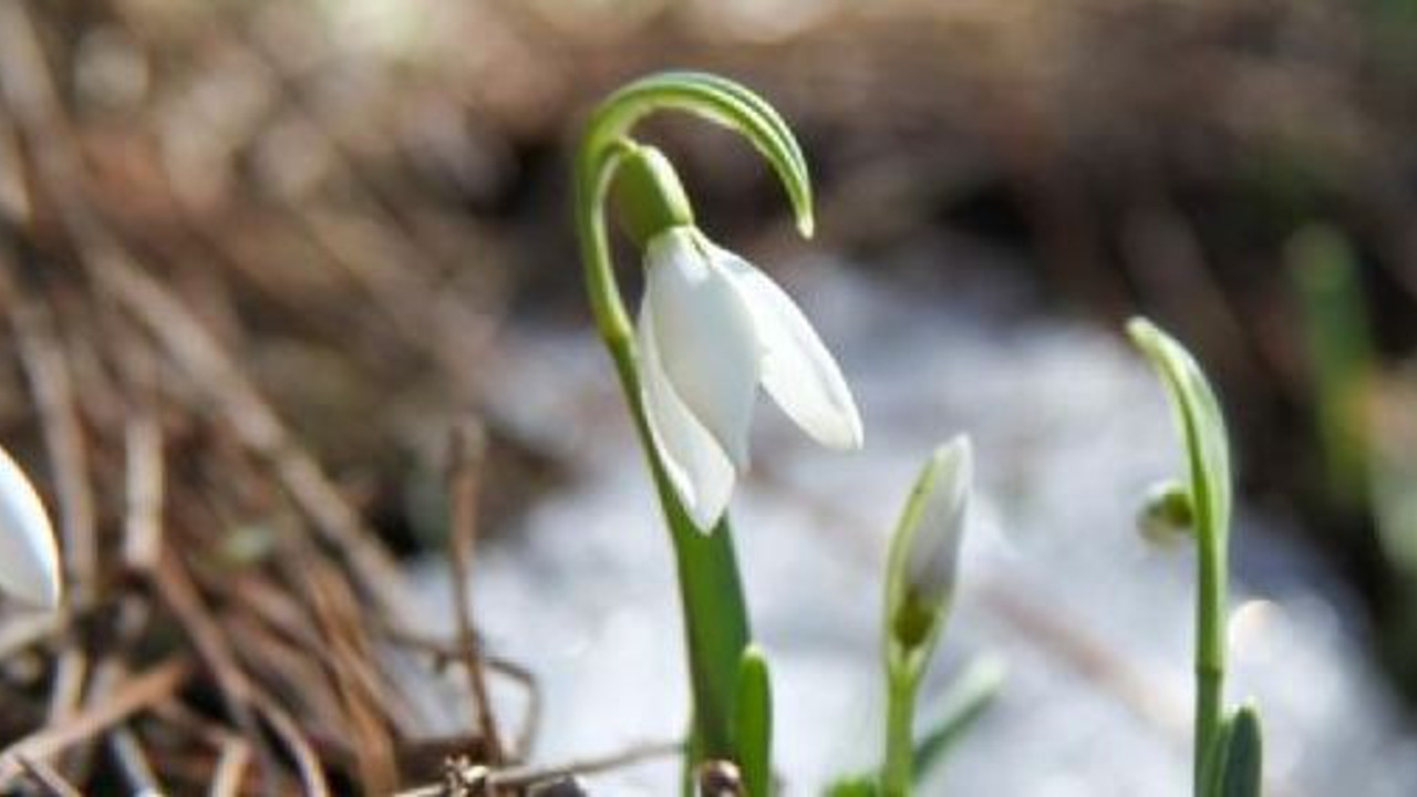 Bu çiçeği koparan 2. el otomobil parası kadar ceza ödeyecek