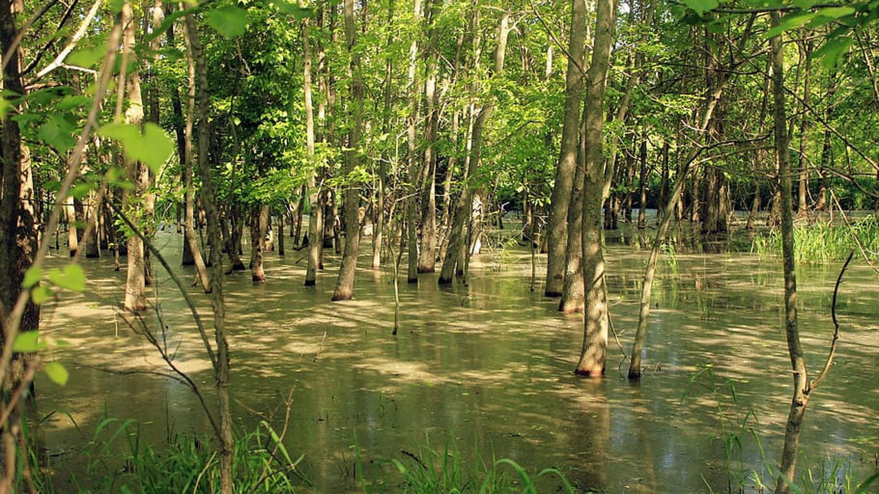 Rüyada bataklık görmek neye işaret? Rüyada bataklık görmek ne anlama geliyor?
