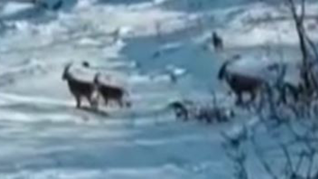 Deprem yaban keçilerini de vurdu