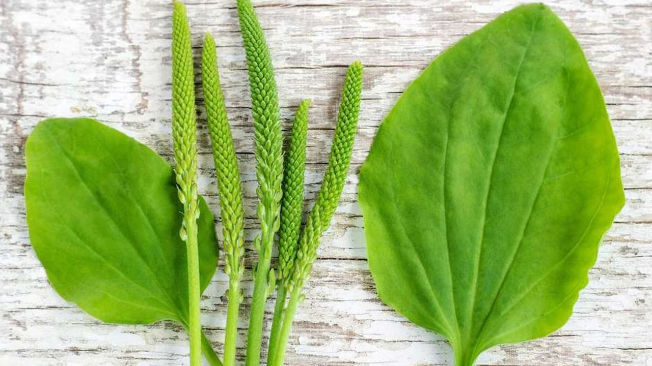 Sinirli ot bitkisi zayıflatmaya yardımcı oluyor