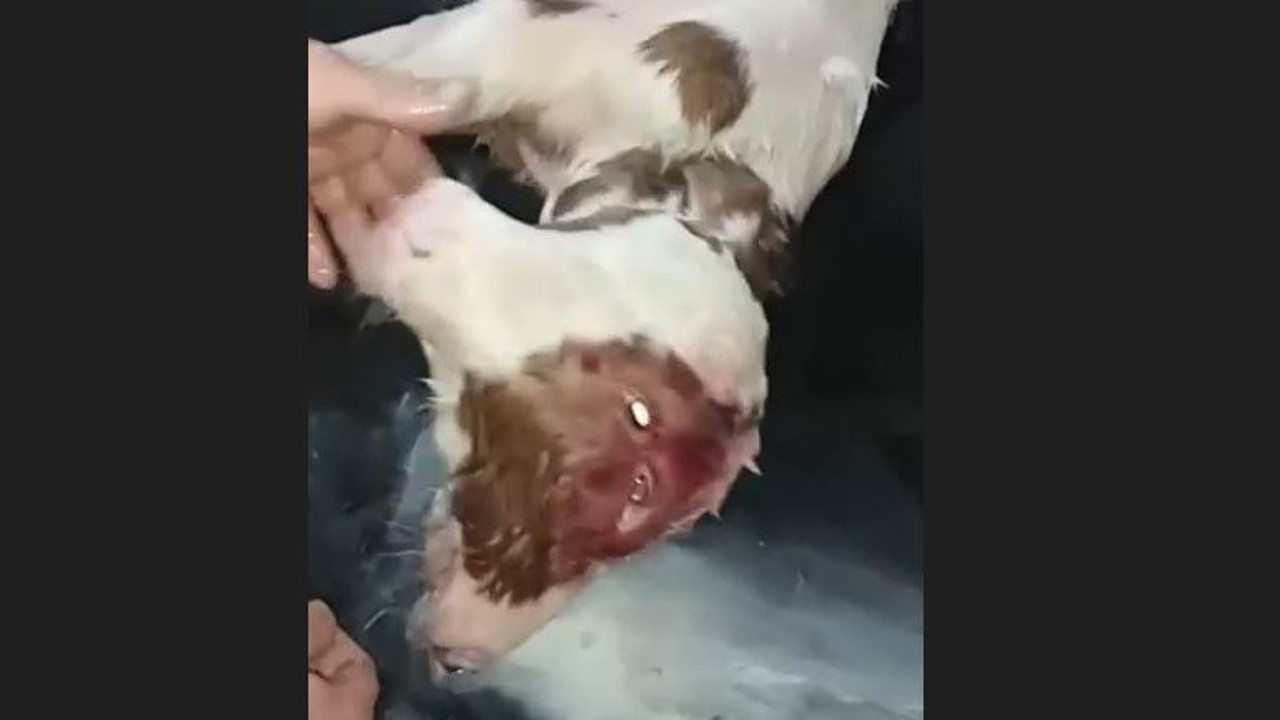 Çift başlı buzağı doğdu