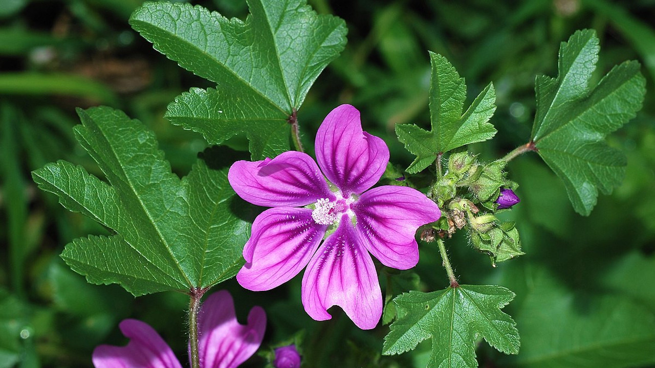 Ebegümeci bitkisi kilo verdiriyor