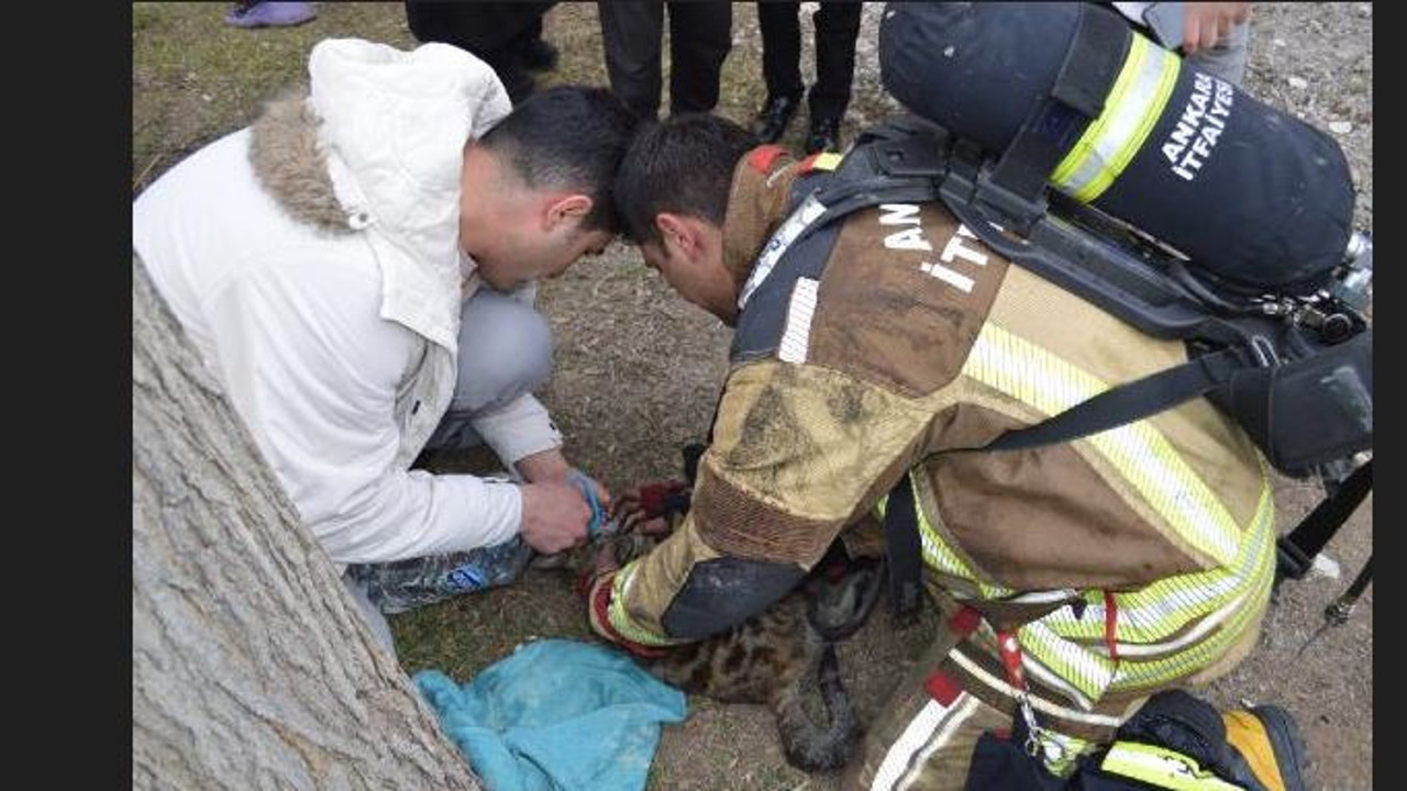 Yoğun duman kediyi öldürdü