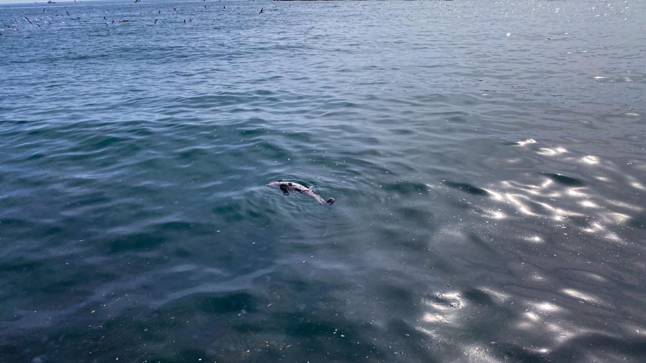 Sinop’ta ölü yunus kıyıya vurdu