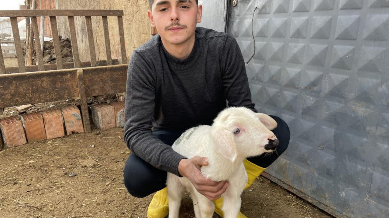 Deprem günü doğan kuzu anne diye meliyor