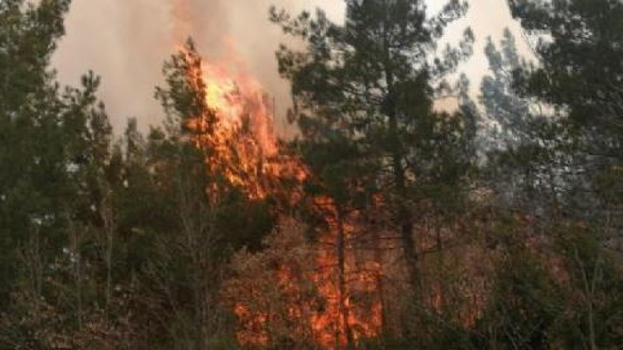 Tokat'ta orman yangını (27 Şubat 2023)
