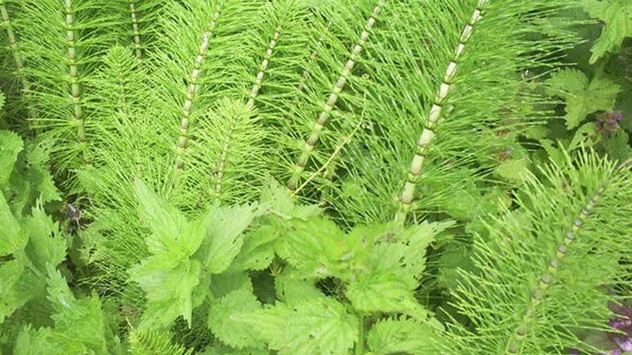 Karaciğer hastalıklarına iyi geliyor. İşte dikkat çeken bitki