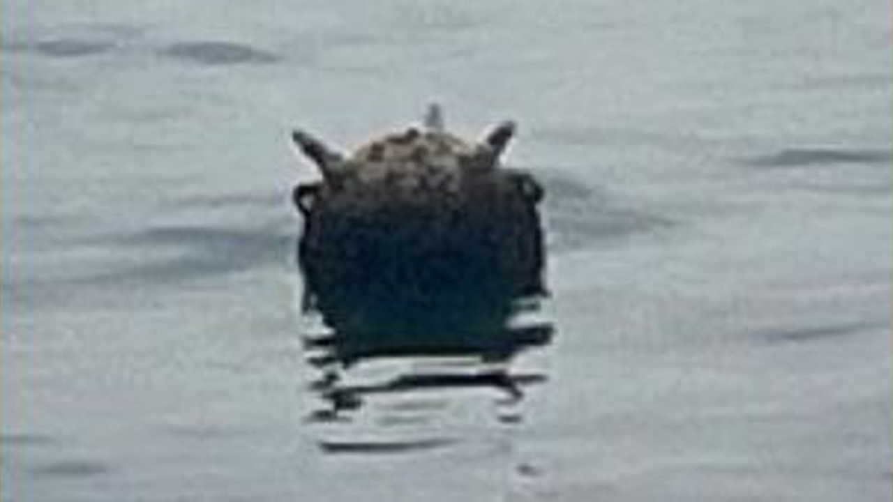 Kastamonu'da balıkçıları korkutan anlar. Sahil güvenlik alarma geçti