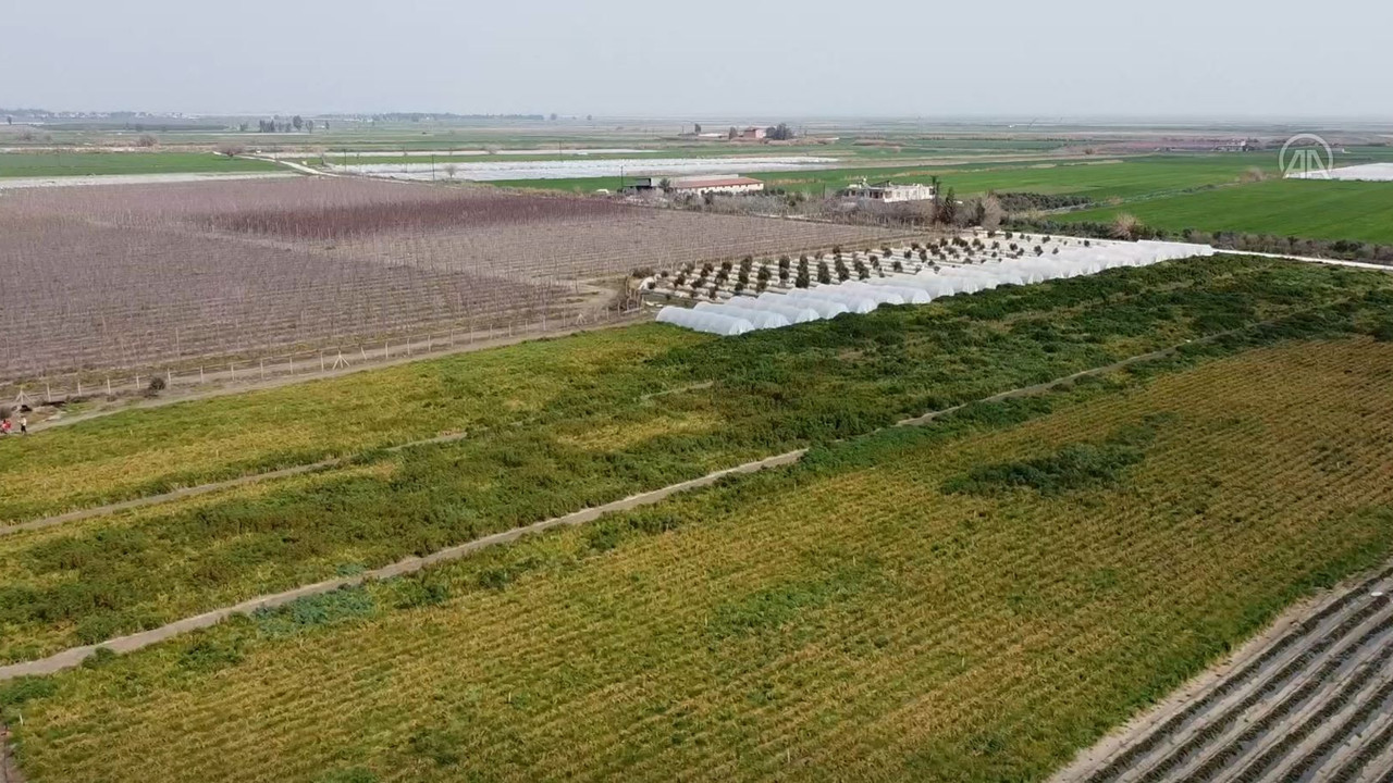 Sebze hali açılamadı, marul ve şalgam tarlada kaldı