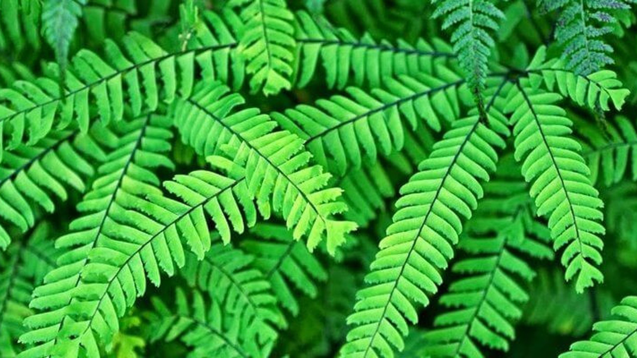 Saç dökülmesine iyi geliyor. İşte mucize bitki (06 Mart 2023)