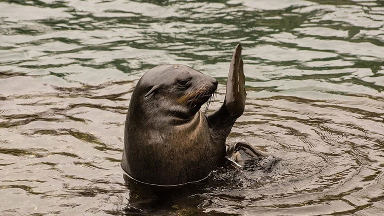 Peru'da binlerce deniz aslanı öldü