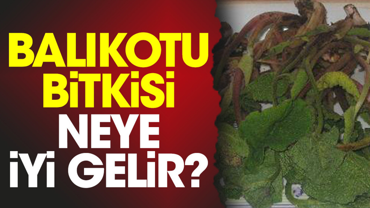 Balıkotu bitkisi neye iyi gelir?