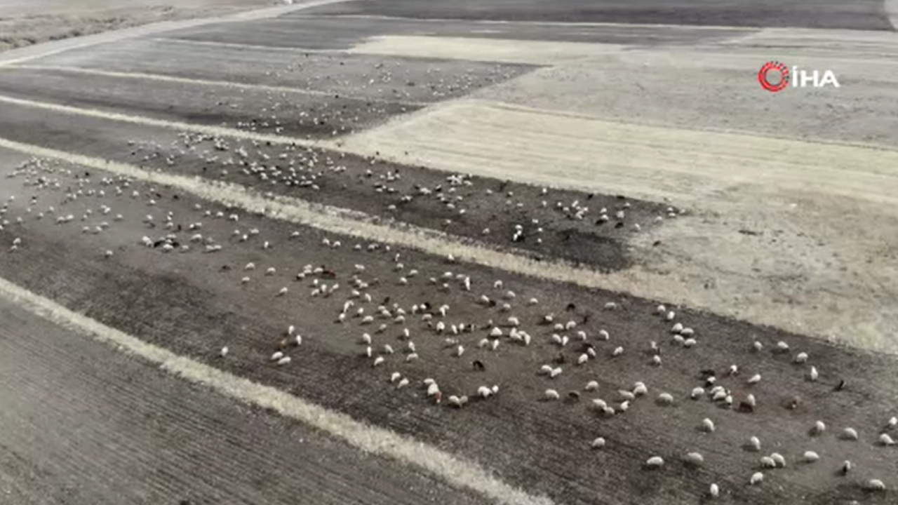 Kars’ta hayvanlar meralara erken çıktı