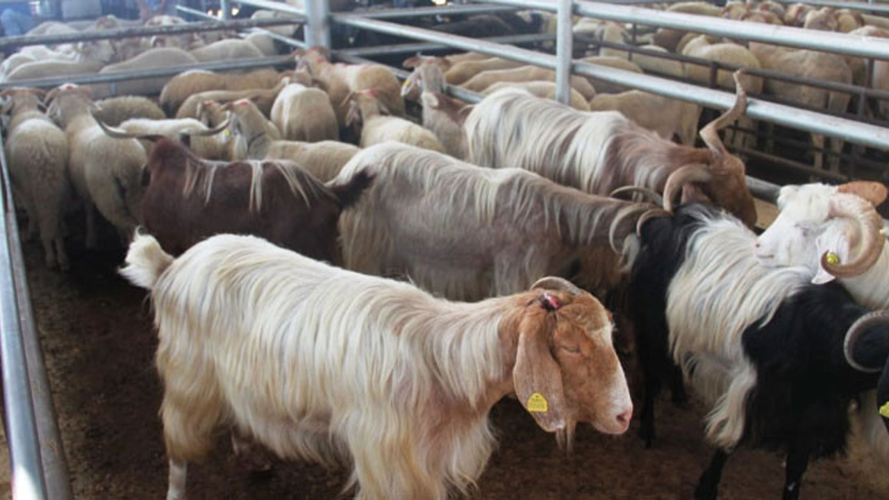 Canlı hayvan pazarı ikinci emre kadar kapatıldı