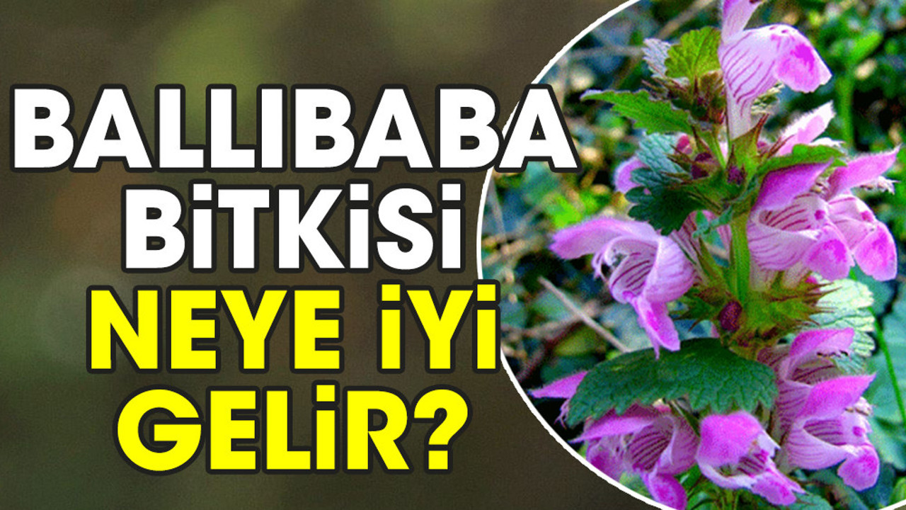 Ballıbaba bitkisi neye iyi gelir?