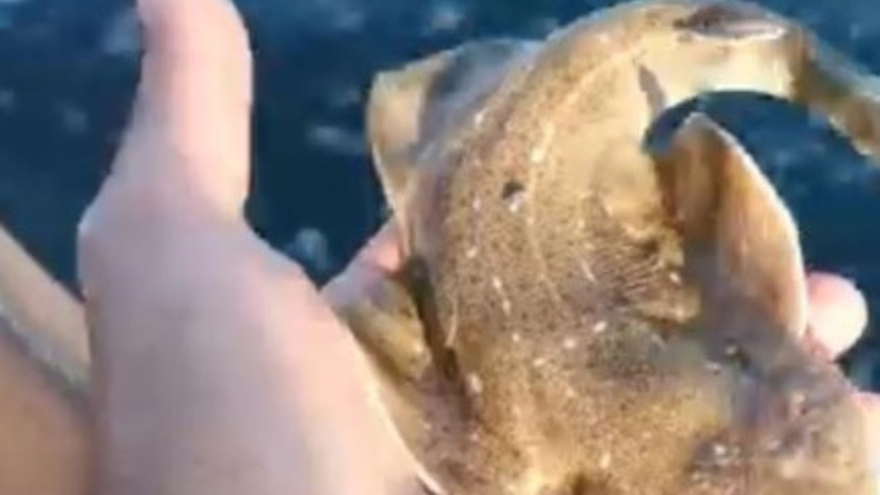 Köpek balığının teknede doğumu saniye saniye görüntülendi